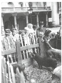 The model allotment and pigs in Pavilion Gardens